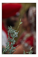 indian_wedding_29